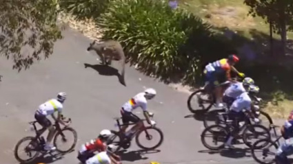 El animal se coló en mitad del pelotón y mandó al suelo a varios ciclistas.