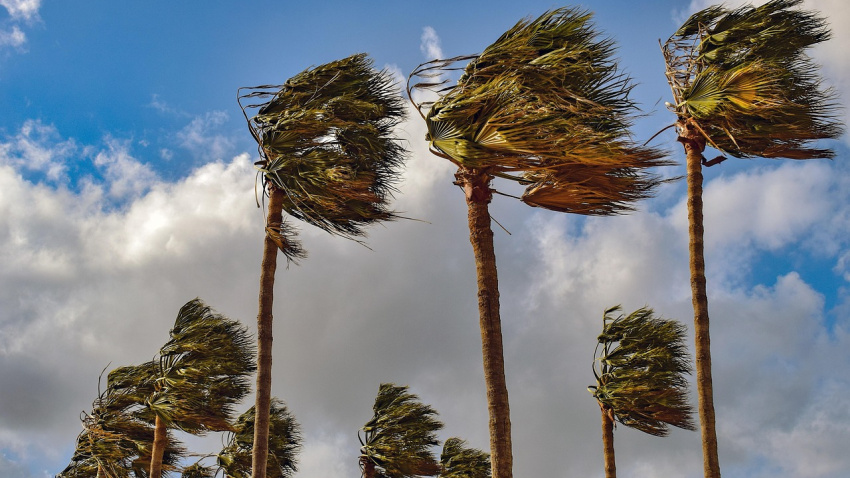 Muere una mujer en Torremolinos tras caerle una palmera por el fuerte viento