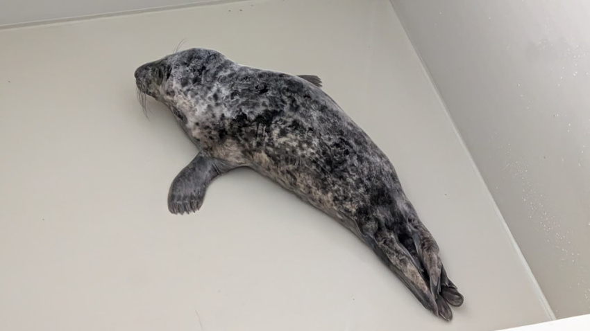 Foca en el CRAMA del Acuario de Gijón