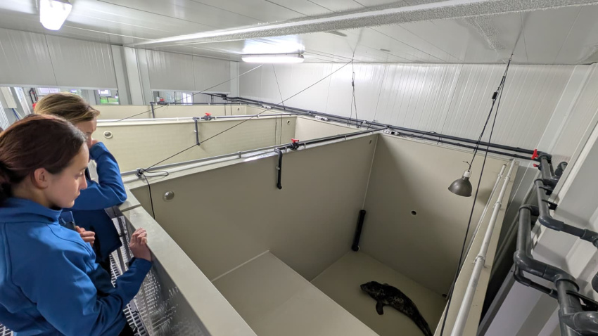 Foca en el CRAMA del Acuario de Gijón