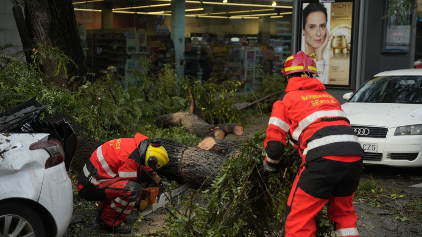 Bomberos de Sevilla retiran un árbol de grandes dimensiones caído en la capital hispalense por las fuertes rachas de vientos