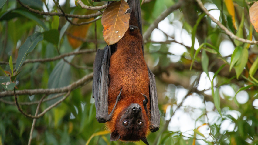 Murciélago colgado de un árbol