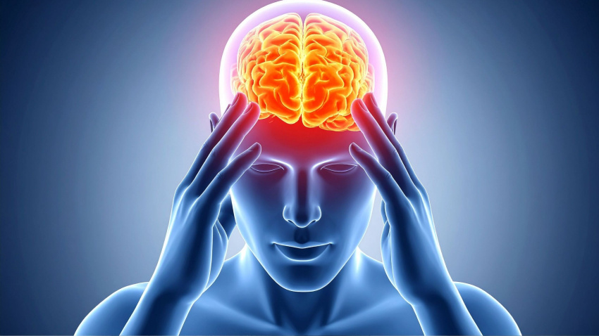 La conexión entre el cerebro y el músculo al descubierto