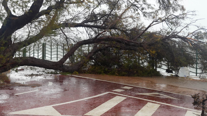 Imagen de un árbol caído en Almería capital por el fuerte viento que el paso de la borrasca 'Kristin' ha provocado. A 28 de enero de 2026, en Almería (Andalucía, España). Las comarcas de Poniente y Almería capital, así como el Levante almeriense, estarán bajo aviso naranja por viento, con rachas del oeste de hasta 100 kilómetros por hora que podrían superar de forma local los 120 km/h en el caso de Poniente y Almería capital, y alcanzar los 90 kilómetros por hora --con posibilidad de superar puntualmente los 110 km/h-- en el Levante.Marian León / Europa Press28/1/2026