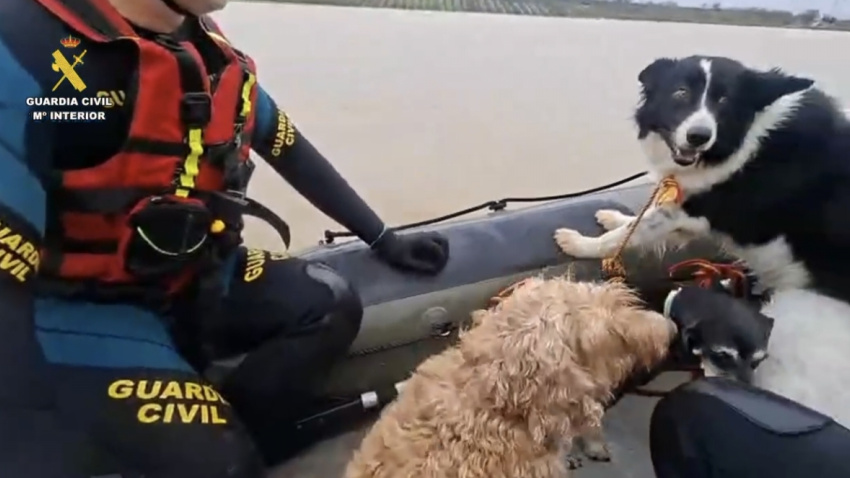 Rescate de animales de la Guardia Civil en las riberas inundadas del Guadalete