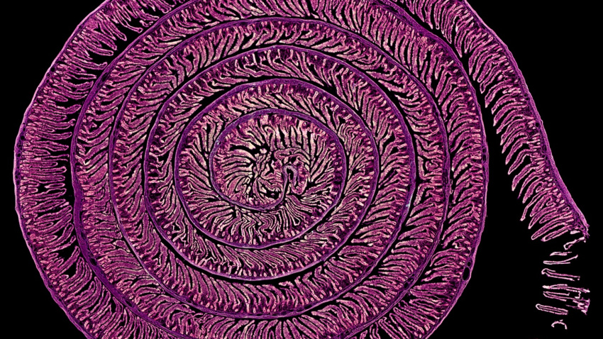 Fotografía ganadora de Fotciencia del intestino de una rata