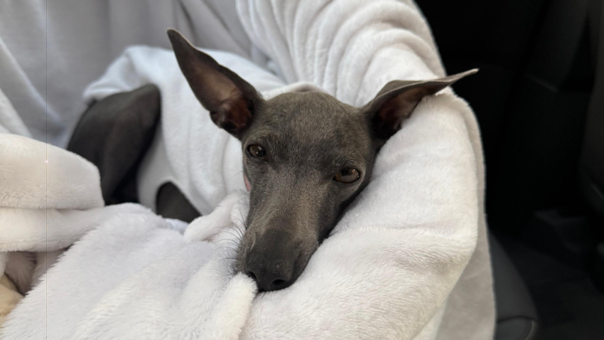 Lily, la galga italiana con menú casero que pasea en carrito como un bebé