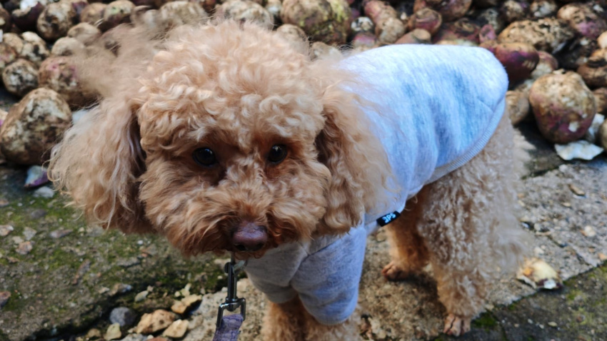 Chloe en la fiesta de Jarramplas en Piornal