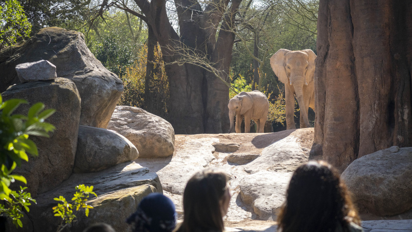 Visitantes observando a los elefantes en la sabana de BIOPARC Valencia