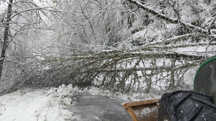 La caída de un árbol cortó la circulación en la LU-P-1301, en Pedrafita do Cebreiro.