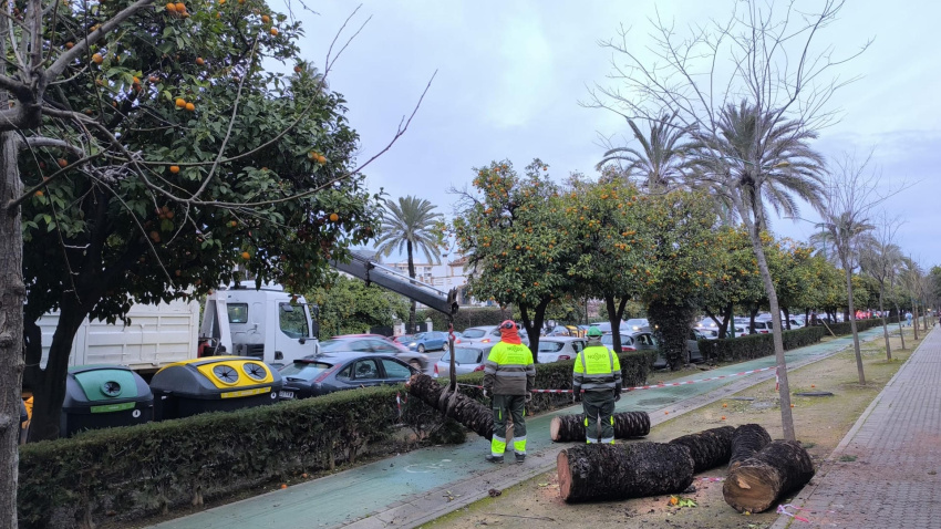 Dos operarios retiran este martes los restos de árboles caídos por el temporal de Sevilla, en la Avenida de la Palmera