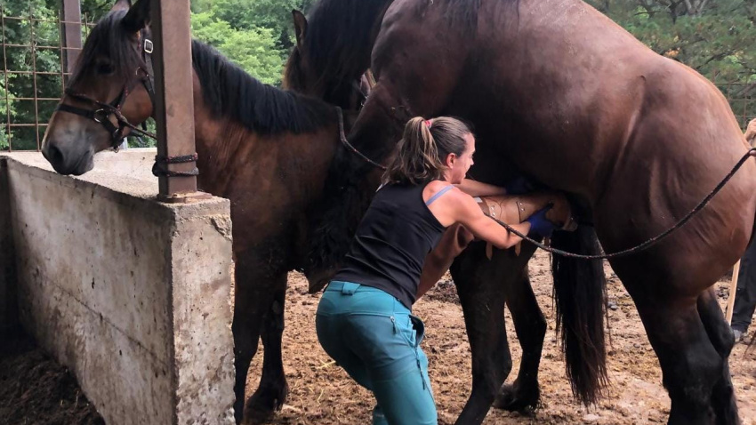 María trabaja sobre todo con caballos