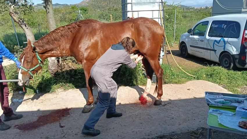 Castrando un caballo