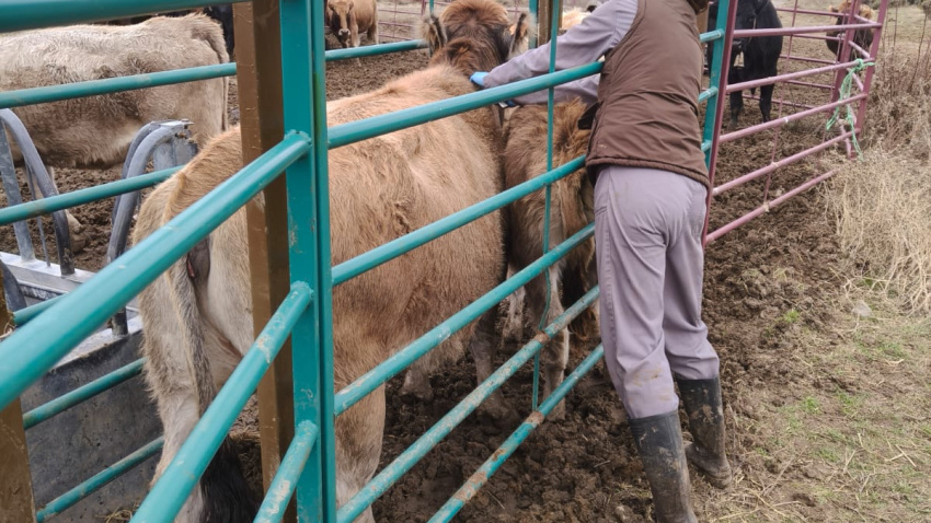 Haciendo la prueba de la tuberculina