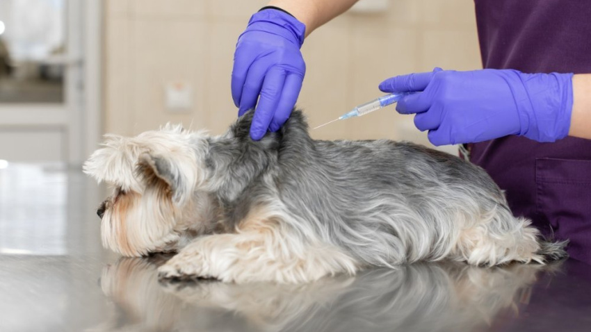 Veterinario inyectando una vacuna a un perro