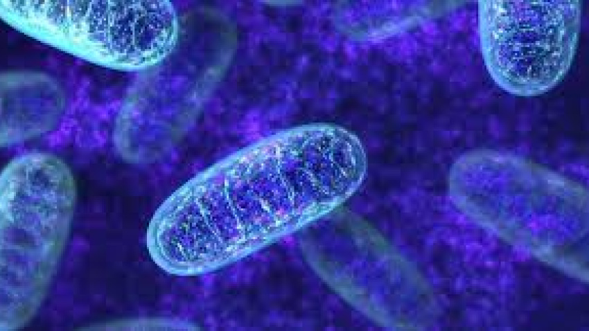 El ADN de las mitocondrias se hereda exclusivamente de la madre