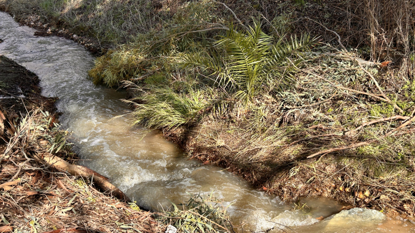 Palmera en el cauce del arroyo Marota