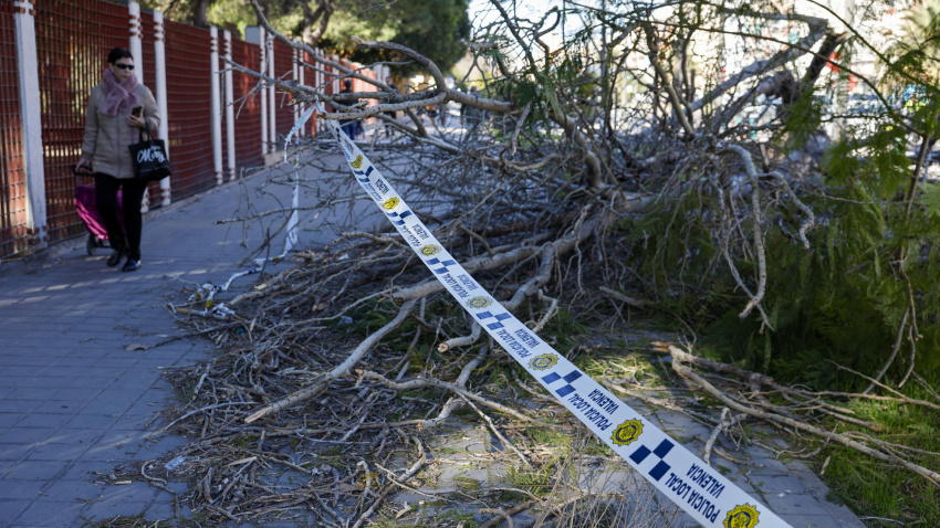 Una persona pasa junto a un árbol caido por el viento cuando la Comunitat Valenciana afronta el fin de semana con el viento como gran protagonista