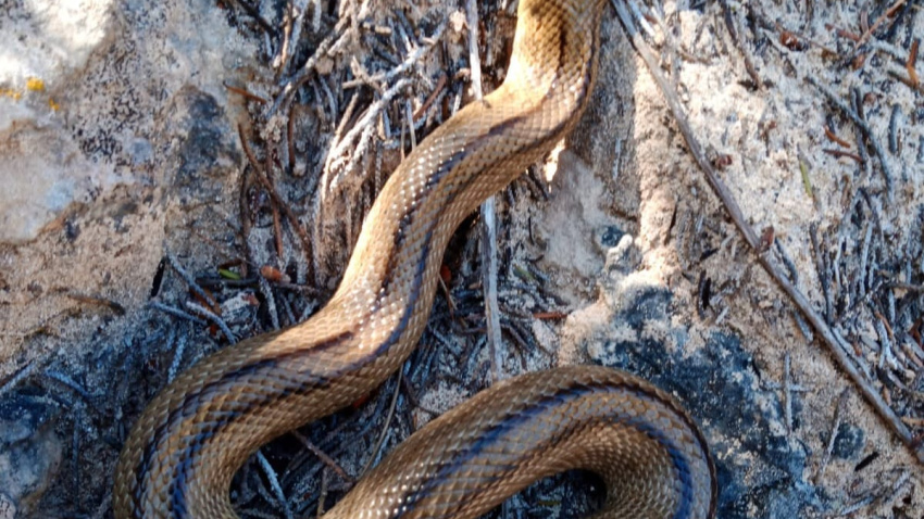 Serpiente en Ibiza