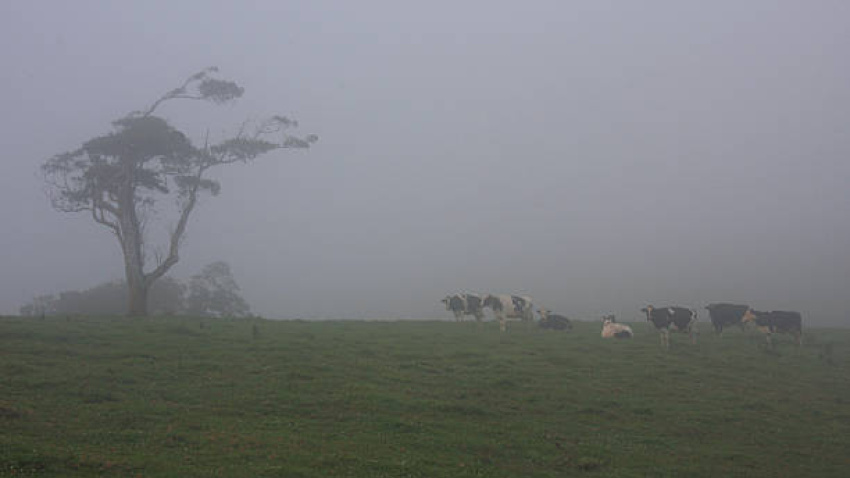 Vacas pastando bajo la lluvia
