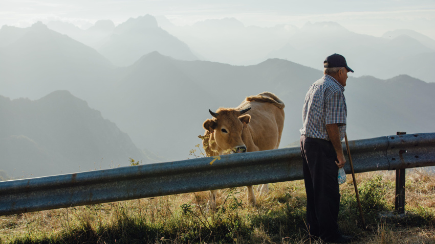 Jubilado con vaca ante el Macizo de Ubina, Asturias