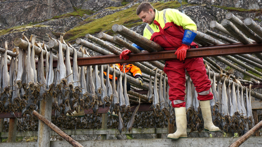 Cosecha de bacalao seco, Vestvagoya, Islas Lofoten, Noruega
