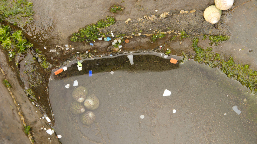 Microplásticos en un charco costero
