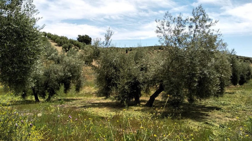 Imagen de archivo de un olivar