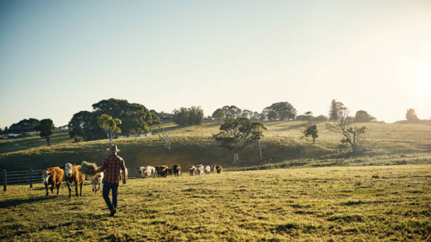 Ganadería y agricultura