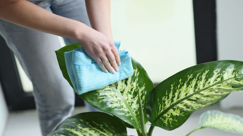 Las plantas son sensibles al tacto