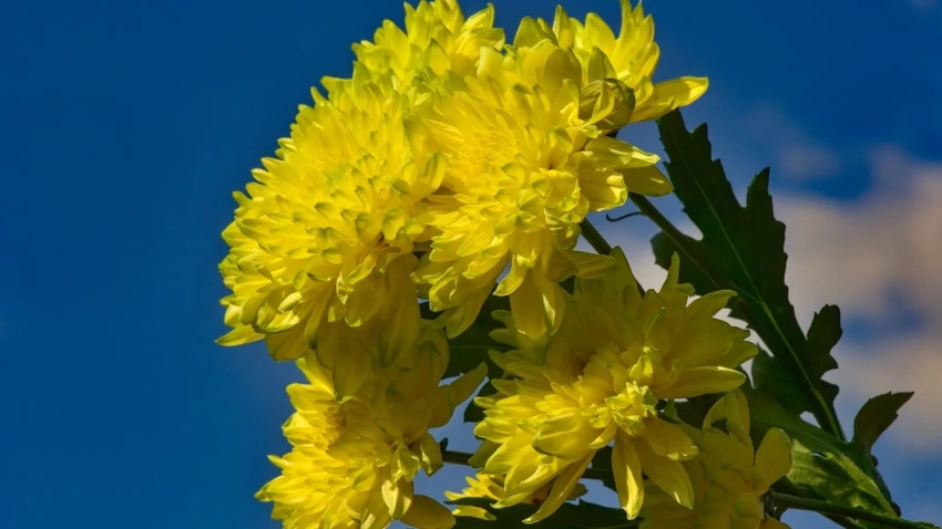 Antonio López, Gerente de la Asociación de Cosecheros y Exportadores de Flores y Plantas Vivas de Canarias