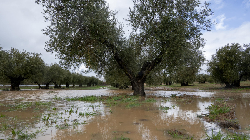 Olivos anegados por el agua caida tras el paso de las diferentes borrascas atlánticas por la provincia de Ciudad Real