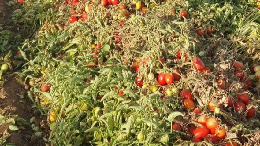 Plantación de tomate