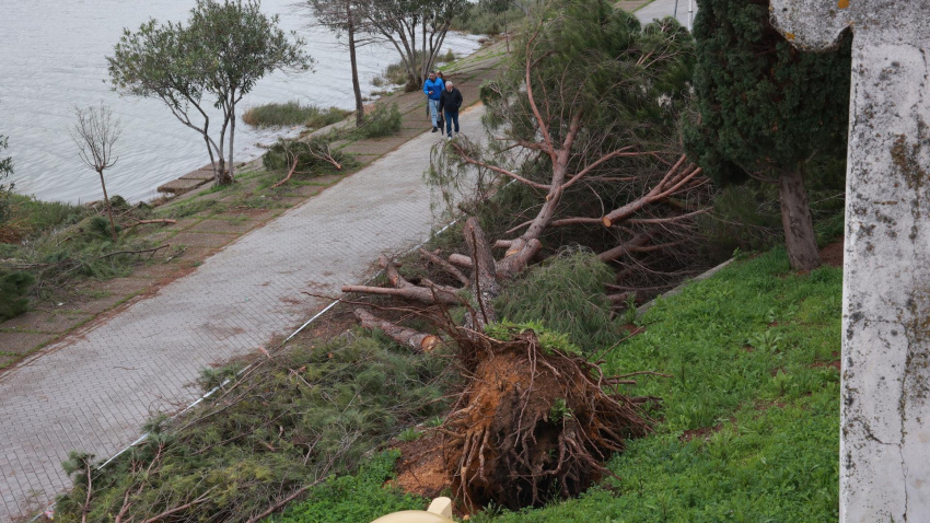 Caída de árboles por el fuerte viento en Andalucía
