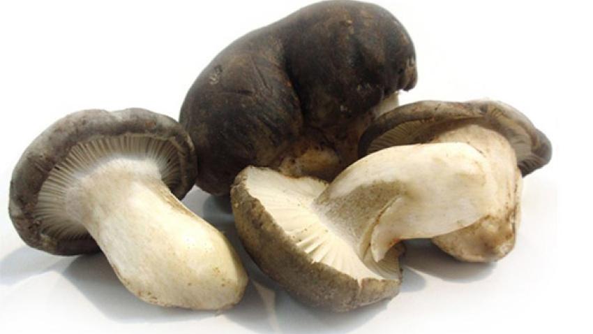 El marzuelo (Hygrophorus marzuolus) es una de las setas comestibles más misteriosas y codiciadas por los aficionados y su aparición se produce a final del invierno o comienzo de la primavera