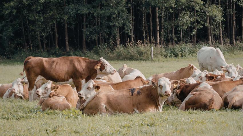 Manada de vacas en el campo