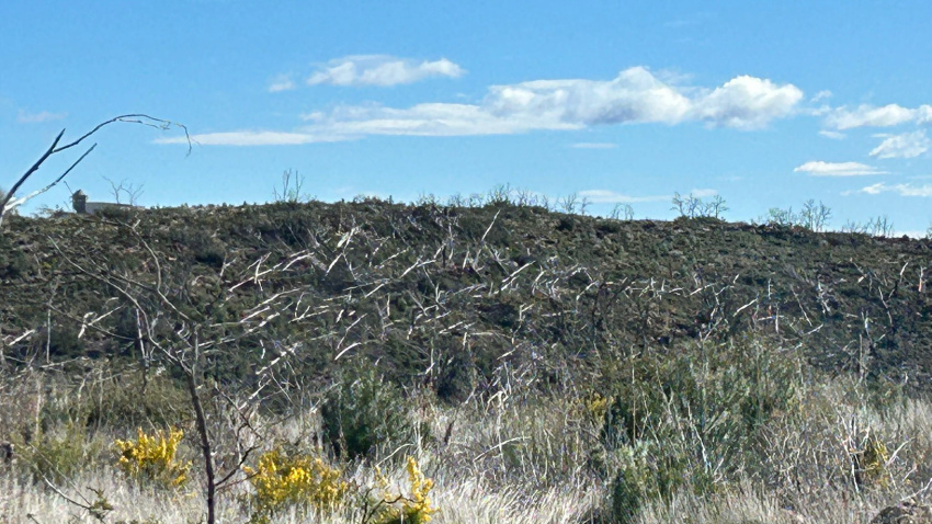 Numerosos árboles quemados han caído en la zona afectada por el incendio de 2022 en Bejís