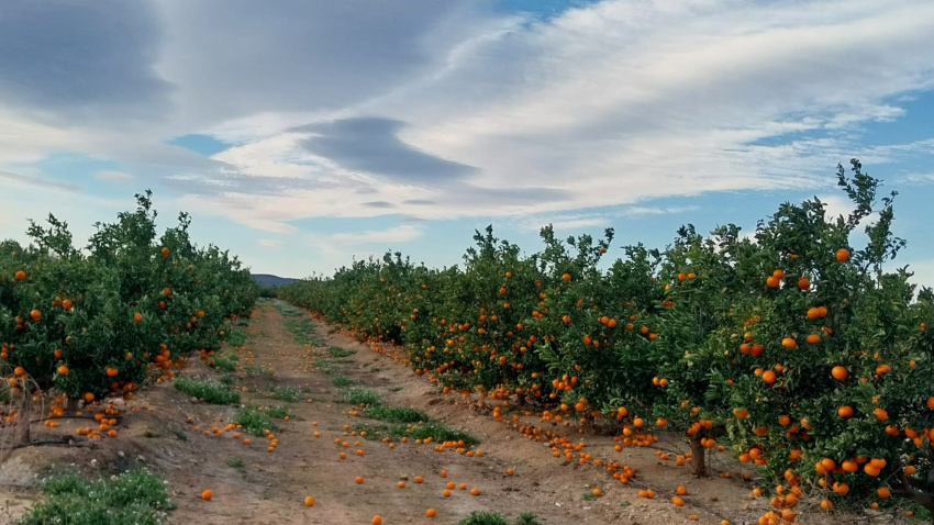 Naranjas afectadas por el viento