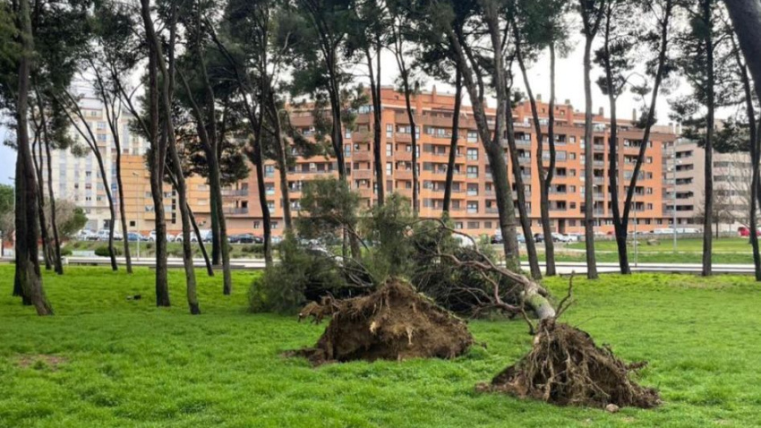 Sólo en el fin de semana se derribaron 24 unidades