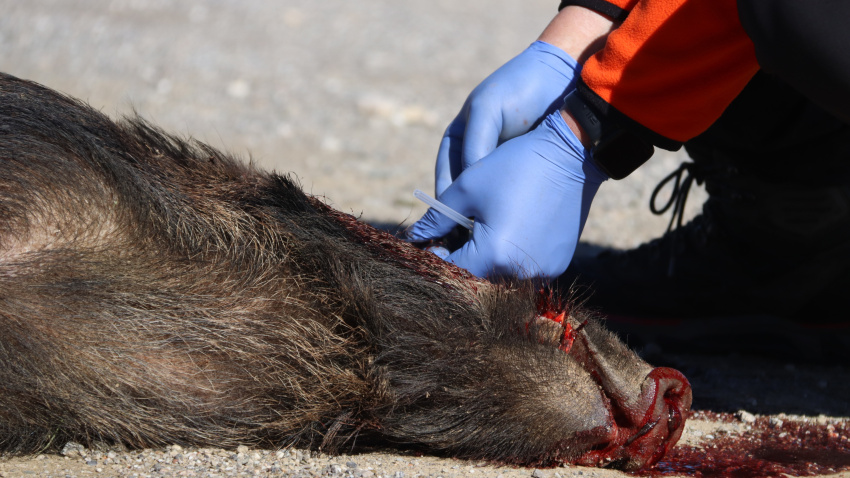 Jabalí abatido y siendo analizado científicamente