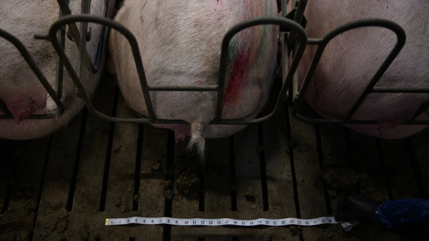 Imágenes de granjas de cerdo registradas por Fundación Igualdad Animal