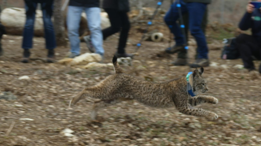 Liberados dos nuevos linces ibéricos en el Cerrato Palentino, del total de 9 ejemplares que se soltarán a lo largo de 2026