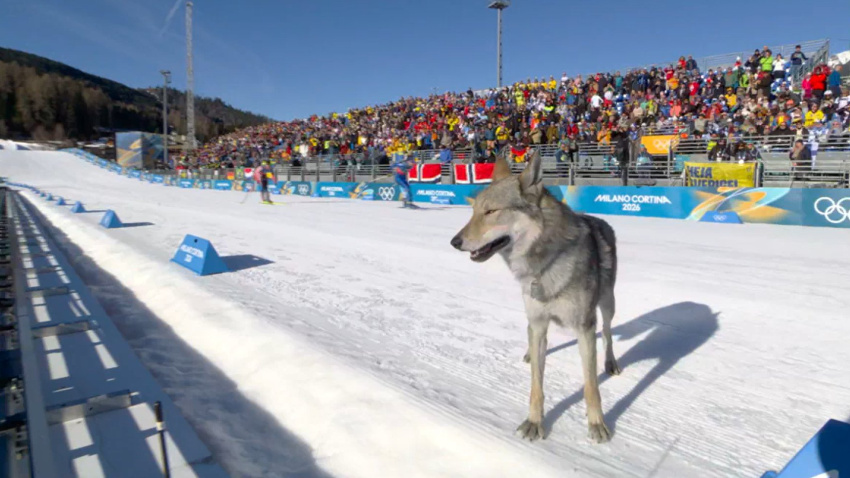 El perro lobo se coló en la prueba de este miércoles y se volvió viral.