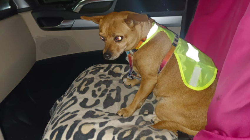 La perrita de Alejandro