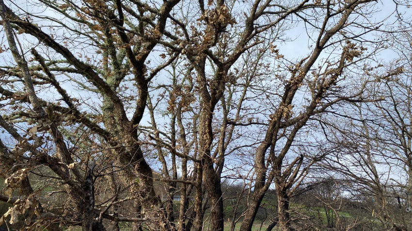 Tímidos brotes verdes en Chandrexa de Queixa tras el incendio