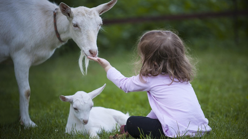 Cabras con una niña en un prado