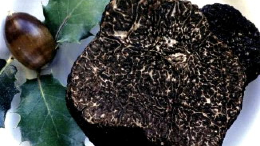 La Trufa Negra es uno de los productos a mostrar