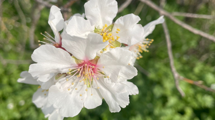 Las flores de las variedades tempranas