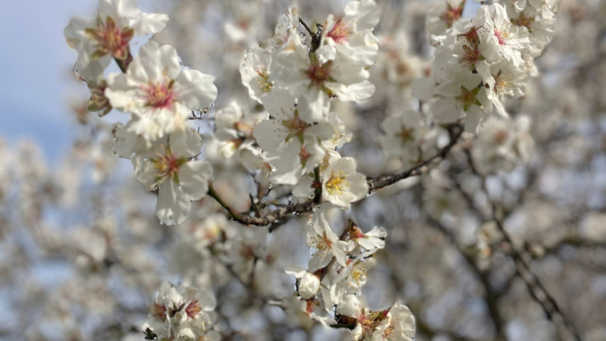 Almendro en flor en el entorno de Logroño