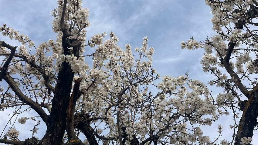 Los almendros dan la bienvenida a la primavera en La Rioja